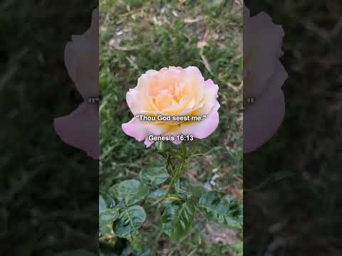 Genesis 16:13 thumbnail