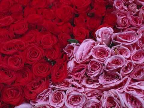 Armen Aloyan - Sirun Garun