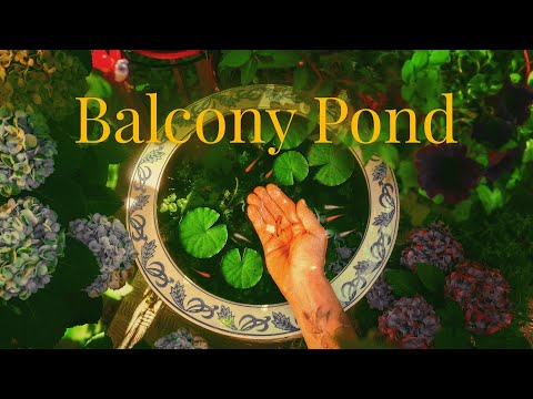 Balcony Pond 🌿🐟 Medaka Rice Fish & Guppies in a Traditional Fishbowl