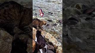 Download lagu Aksi Lucu Kucing Menangkap Ikan di Pinggir Sungai #shorts #animals #fish #cat #funny mp3