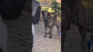 Os 5 cães proibidos no mundo