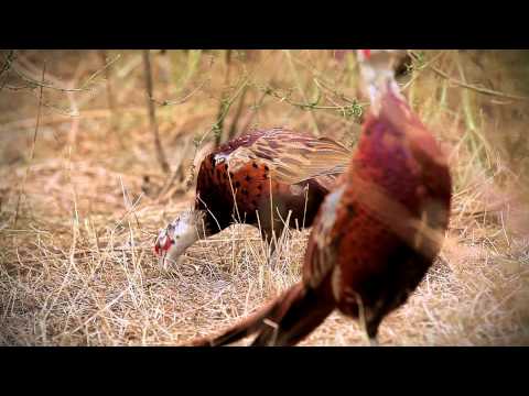 Tajemnice Kniei, odc. 3: Bażant i Kuropatwa. Walka o przeżycie