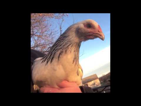 So Many Chickens! So Little Time! SNLstar Vine!