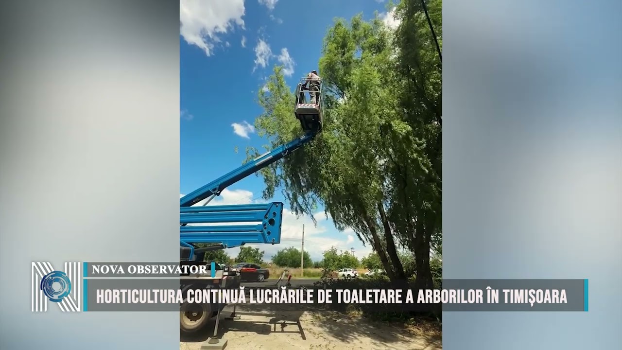 Horticultura continuă lucrările de toaletare a arborilor în Timișoara