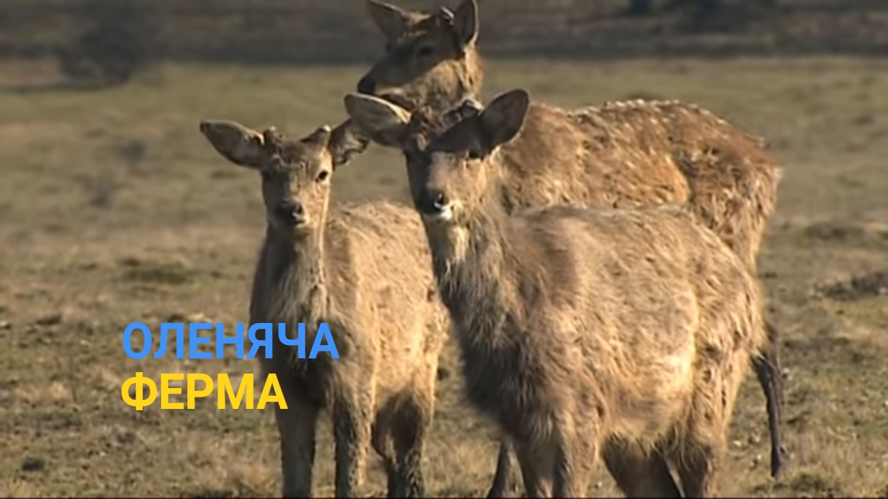 Полезное видео