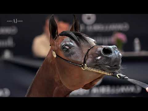 ⚡ WF GAWIN ⚡ European Gold Champion Yearling Colt⁣, 2021 VERONA EUROPEAN CHAMPIONSHIP