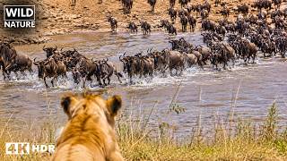 MAASAI MARA — El Viaje Más Peligroso de África | Documental Animal