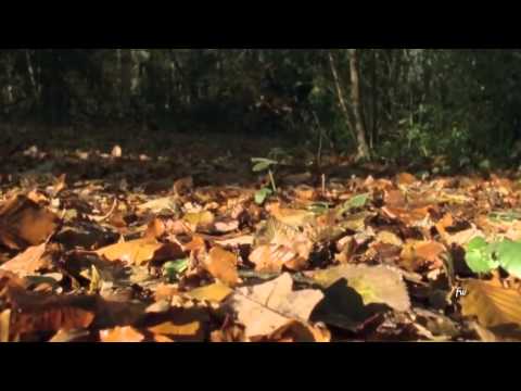 Jordi Savall & Hespèrion XXI - Folias Criollas - Peru