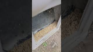 Broken Swan Feeder