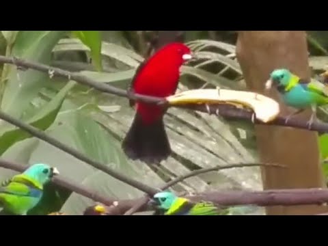Passarinhada - Silvestre Kuhlmann