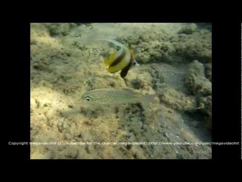 Arabian Spinecheek.Арабский сколопс лещالعمود الفقري الخد