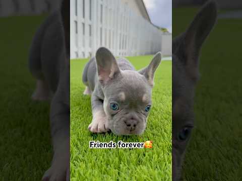 I would love you to the very end #dog #puppy #fyp #funnyvideo #funnyshorts #viral