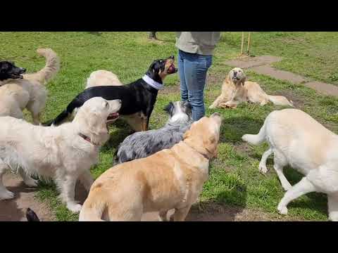 Doggy Daycare Warrnambool - 12.10.2021