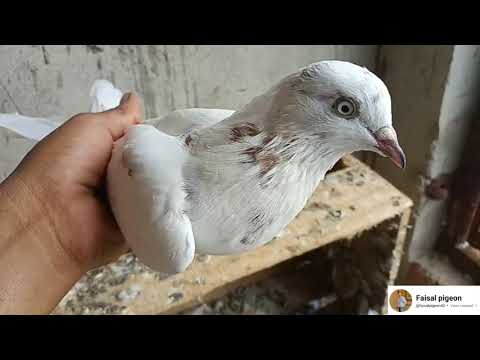 Shok k liye bhai Kaisa lga kabootar dosto coment m btao Punjabi high flyer #faisalpigeon40 #punjabi 