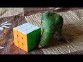Baby Parrot Plays With Rubik S Cube Omu The Parrot