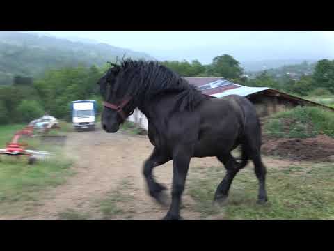 Caii lui Raiutu de la Budesti, Maramures - 2020 Nou!!!