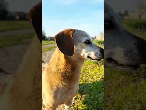 pomeriggio di solo sole! 🐾😂