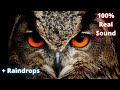 Eagle Owl Sounds Raindrops For Relaxation 1 HOUR