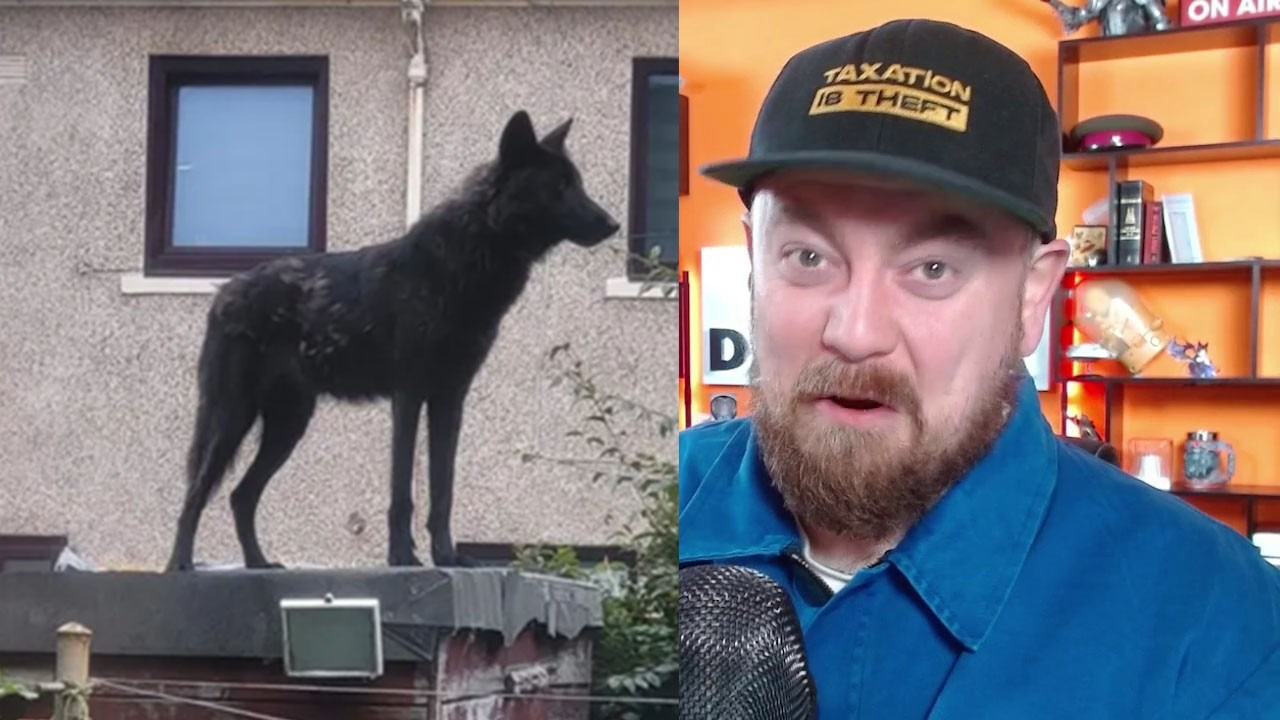 Man Convicted Of Keeping Wolf Hybrids In His Back Garden
