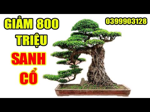 Cây Sanh Nam Điền Cổ Dáng Lão Quyết Định Giảm 800 Triệu Để Chiều Khách | Mạnh Bonsai #38