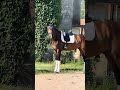 Hongre KWPN Cheval de Sport Néerlandais A vendre 2022 Blanc par Lennox US
