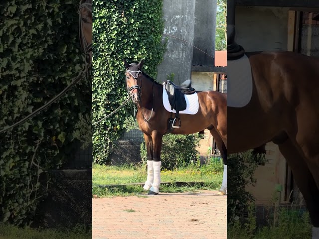 Hongre KWPN Cheval de Sport N&eacute;erlandais A vendre 2022 Blanc par Lennox US