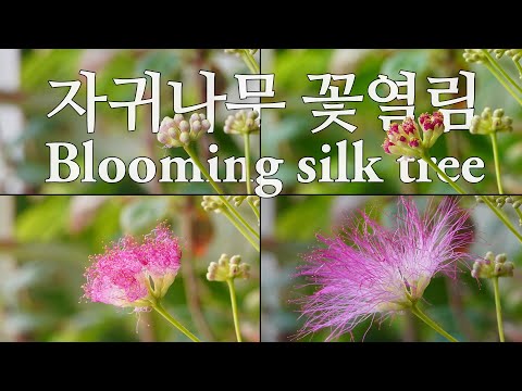 , title : '[Timelapse] Blooming silk tree (Albizia julibrissin)'