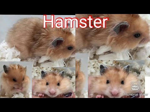 Hamster