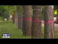 Neighbors upset over 150 trees scheduled for removal in St. Paul I KMSP FOX 9