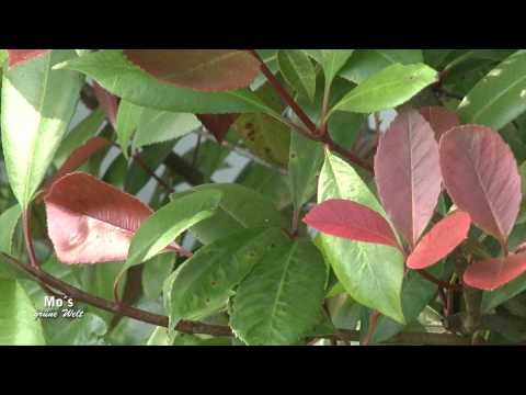 Traumgarten - Leben mit Stil- formaler Garten