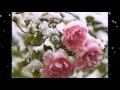 Любовь Шапилова Снег среди лета 