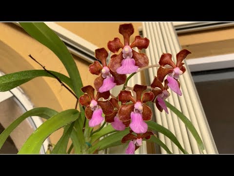 Vanda Orchid Care, Fertilizing and Watering Routine 2020 Edition
