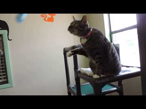 Samina -  Emily: Easter weekend @ Kitty City Cat Rescue