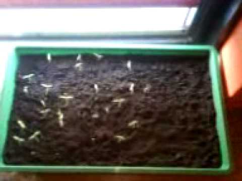 onze madame jeanette plantjes