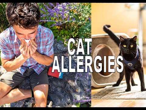 Why are people allergic to Cats?