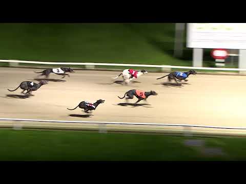 ECC TIMBER PUPPY DERBY - HEAT 3 - T2 FOREST MIKE