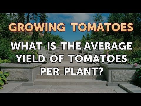 Kiek kilogramų pomidorų išaugins vienas augalas? Kiek kilogramų pomidorų išaugins vienas augalas?