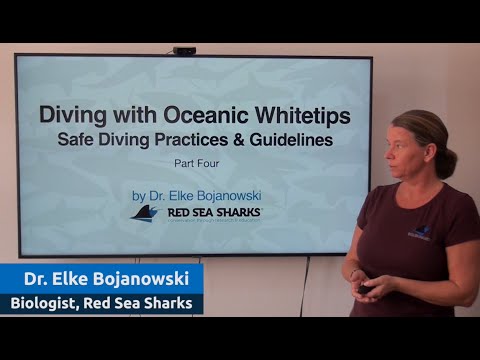 Part 4: Diving with Oceanic Whitetips!