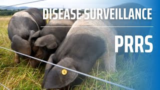 Disease Surveillance Part 4 - Porcine Reproductive and Respiratory Syndrome (PRRS)