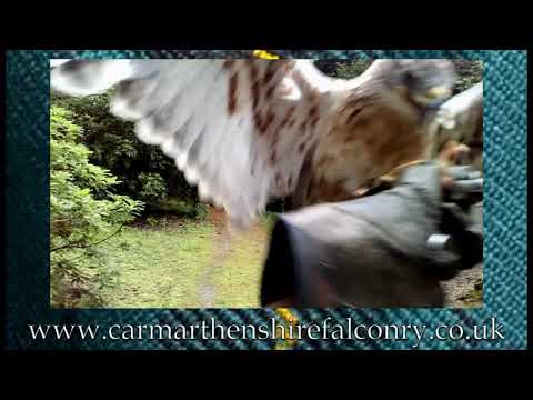 sahara the buzzard flying in woods