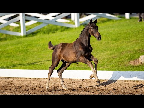 No. 59   Colt "Urano" by Dezember - Tambour