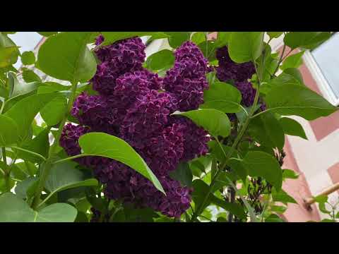 Цветёт Сирень