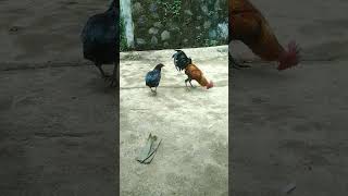Download lagu ayam Kawin #shorts #ayamkampung #ayamkawin mp3