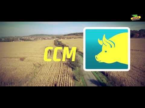 Siewy kukurydzy DEKALB