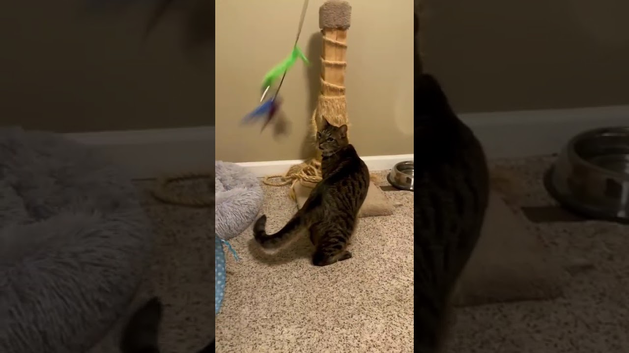 Enlarge Martini, a ADOPTABLE Domestic Short Hair in Odenton, MD video 5/5