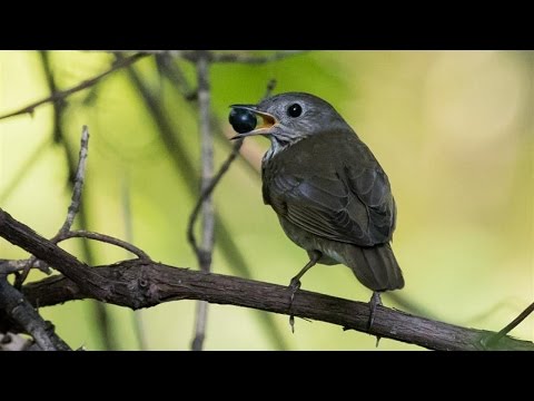 YouTube video about: How to keep birds out of fruit trees?