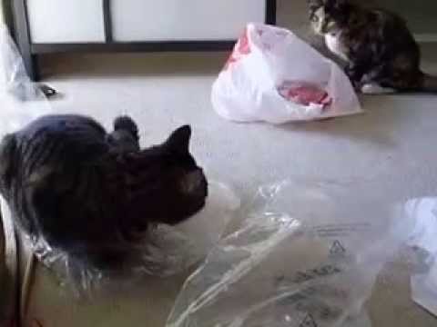 Cats playing with plastic bags