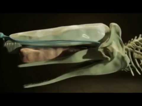 Sperm Whale Vocalization