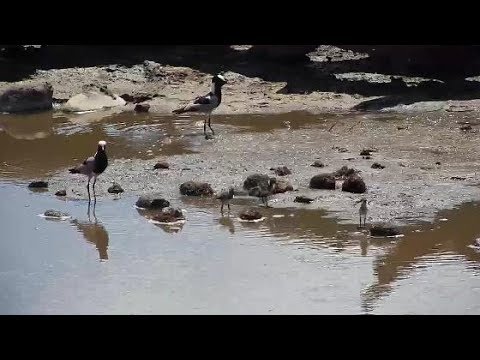 Djuma: Blacksmith Lapwing parent and three chicks - 10:32 - 10/17/19