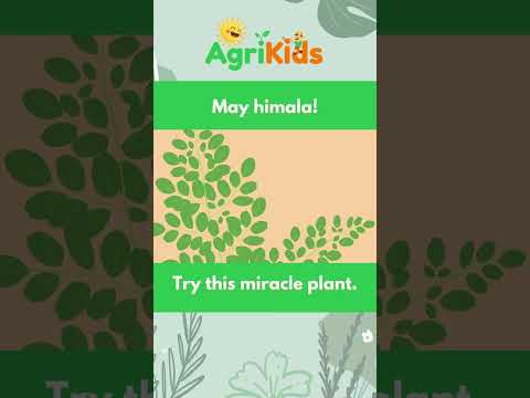 Miracle plant? Gaano nga ba kabisa? #AgriKids #Malunggay #herbalmedicine #shorts